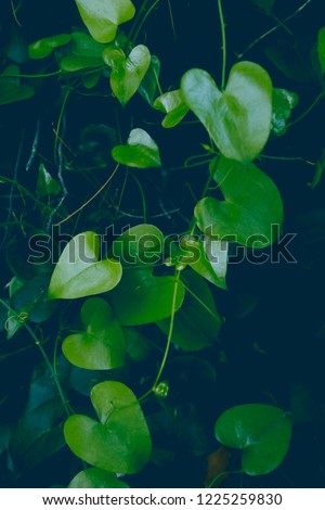 beautiful dark modern close up photo of heart shaped green leafs of ivy in the forest on summer day 