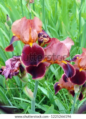 Close up of bearded iris Iris germanica 'Senlac'. Poland, Europe
