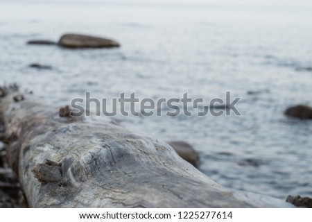 Fallen tree lying in rock and stone sea water close up of tree