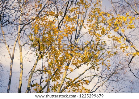 Abstract natural wallpaper. White birch trunks with yellow leaves against a blue sky. Very fine colors, nice light.