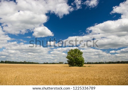 Ukrainian fields -  yellow wheat and rye. Clouds and blue sky