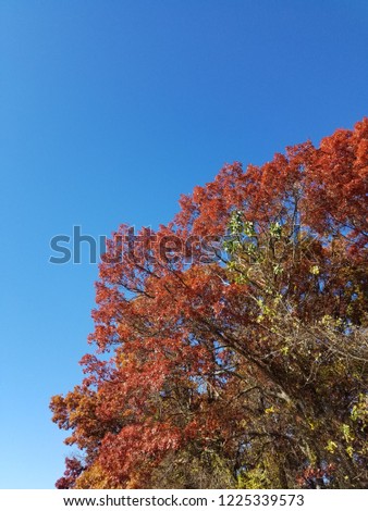 Large autumn foliage tree