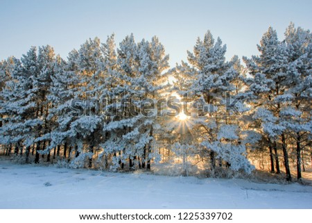 Winter landscape with bright sparkling sun. Altai. Russia. Beautiful winter picture of nature.