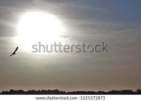 Picture of a eagle in the sky, sun and land on background