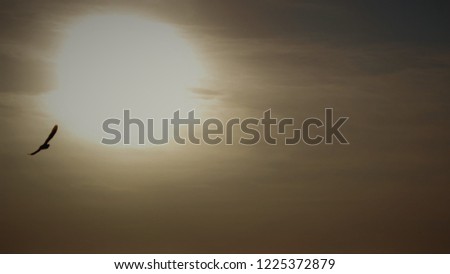 Dark picture of a eagle in the sky, sun on background
