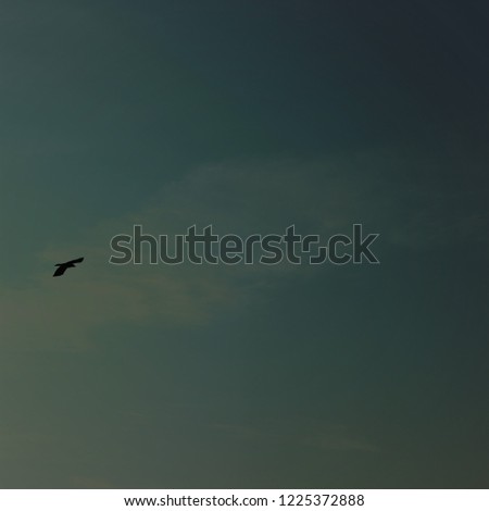 Picture of a eagle in the blue sky