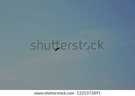 Picture of a eagle in the sky