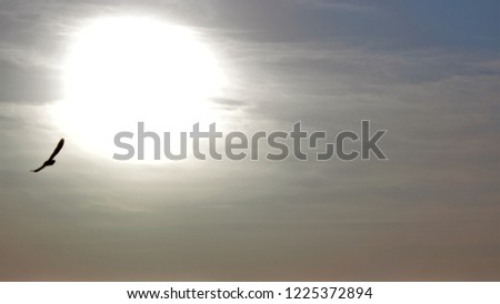 Picture of a eagle in the sky, sun on background