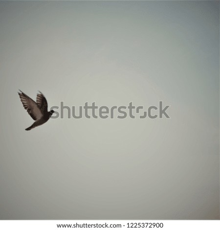 Picture of a peaceful pigeon in the sky