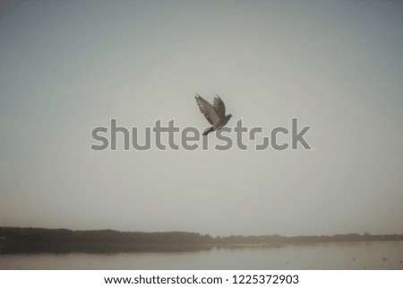 Picture of a pigeon in the sky