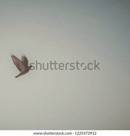 Picture of a pigeon in the grey sky