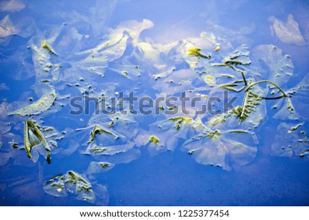 green algae under water