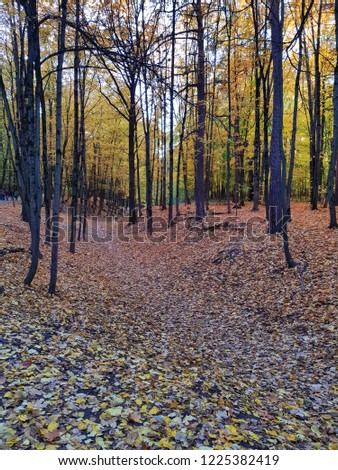 amazing autumn view in russian park with a lot of leaves on the ground, very colorfull view with path of leaves through the trees