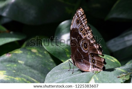 Caligo eurilochus, big owl butterfly on green leaf
