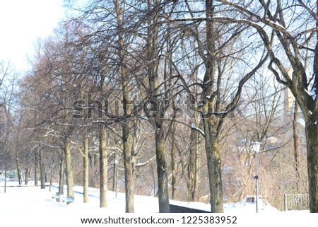 Trees in Winter, Germany, Europe.