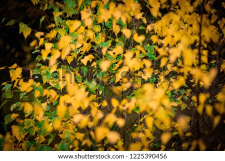 Autumnal Birch tree leaves, Woodland, UK