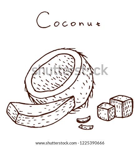 Vector coconut hand drawn sketch. Sketch vector tropical food illustration. Vintage style