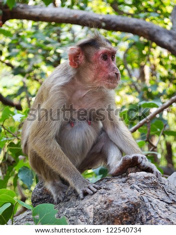 Monkey sitting on a branch of a tree