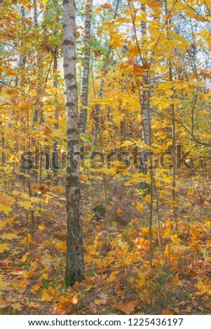 Autumn in a birch grove.Nature in the vicinity of Pruzhany, Brest region, Belarus.
