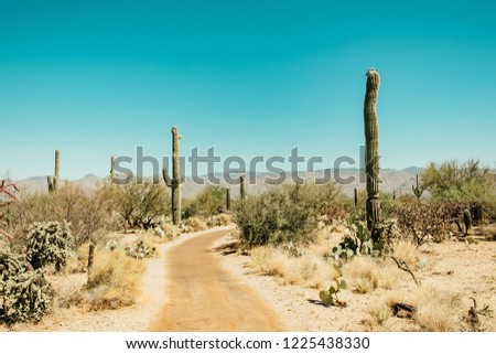 Saguaro Cactus in the Sonoran Desert in Saguaro National Park in Tuscon, Arizona, USA  Royalty-Free Stock Photo #1225438330