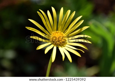 Yellow Ox Eye Buphthalmum salicifolium springflower is sunlid