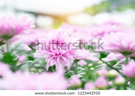 Beautiful pink chrysanthemum in the garden