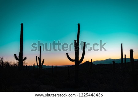 Silhouette of the giant Saguaro Cactus at sunrise or sunset in the Sonoran Desert in Saguaro National Park in Tuscon, Arizona, USA   Royalty-Free Stock Photo #1225446436