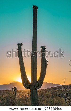 Silhouette of the giant Saguaro Cactus at sunrise or sunset in the Sonoran Desert in Saguaro National Park in Tuscon, Arizona, USA   Royalty-Free Stock Photo #1225446466