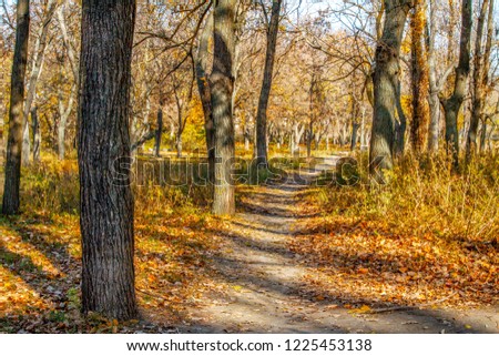 Image of a narrow path in a park in autumn between trees without leaves