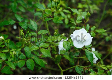 One white rose on a green bush in natural light 