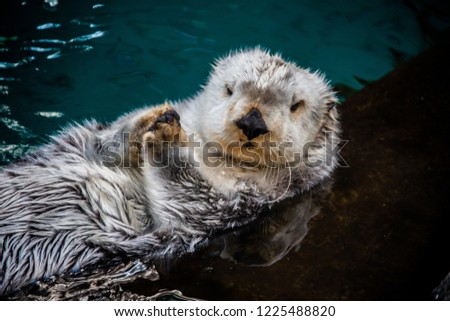 Sea Otter on his Back
