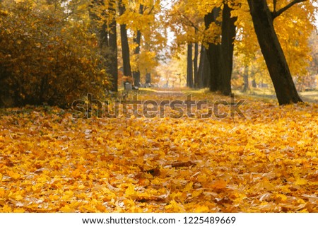 Scenic scene in the autumn Park. Yellow foliage of trees in autumn. Yellow and red in the garden.