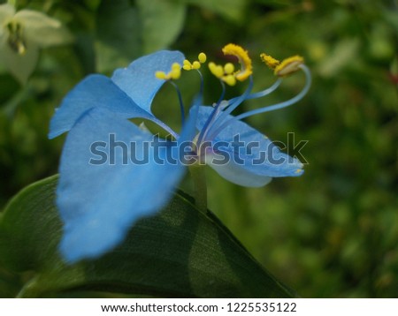 Commelina benghalensis flower, which commonly known as the Benghal dayflower, tropical spiderwort, or wandering Jew.