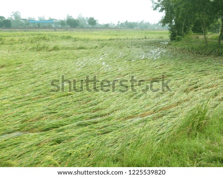 paddy cultivation get affected after heavy rain, the plants are submerged into water.