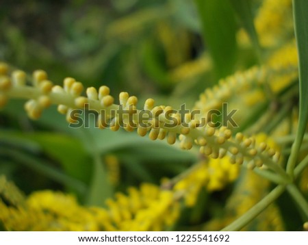 Acacia auriculiformis flower, commonly known as auri, earleaf acacia, earpod wattle, northern black wattle, Papuan wattle, and tan wattle, akashmoni in Bengali.