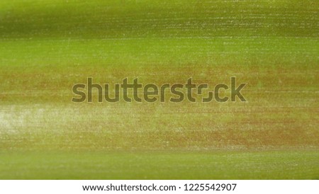 Aloe Vera leaf Close-up