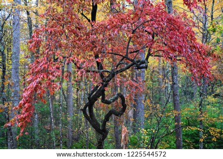 A very odd looking yet beautifully colorful tree in Great Smoky Mountains National Park