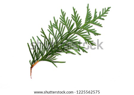 Juniper. Christmas tree. Juniper isolated on white background. Royalty-Free Stock Photo #1225562575
