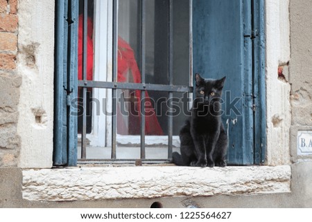 Black cat sitting on the window