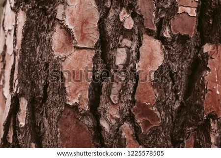 Pine tree bark texture and background, close up view of natural and organic pine bark pattern.