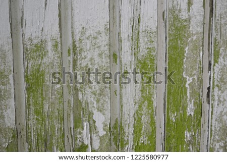 Closeup photograph of a grungy wooden panel. It is partly covered in green algae, and white paint has partly dilapidated from the wood.
