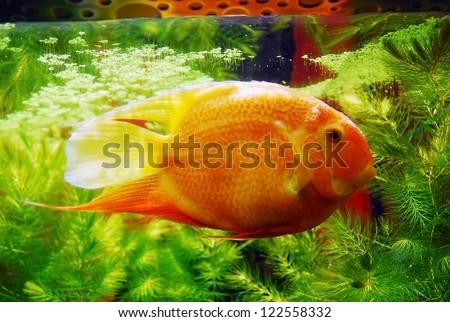 Big orange fish in aquarium