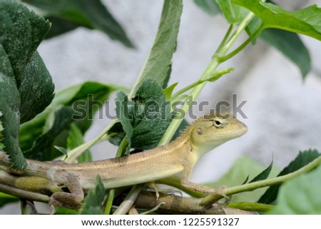 chameleon on the apple tree with green leaves