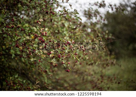 Berries on a tree in the forest