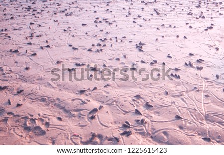 purple filled frame background wallpaper photo of shells laying on wet sand with marks, lines formed by waves on a wild beach during low tide that create unusual patterns and shapes. Krabi, Thailand