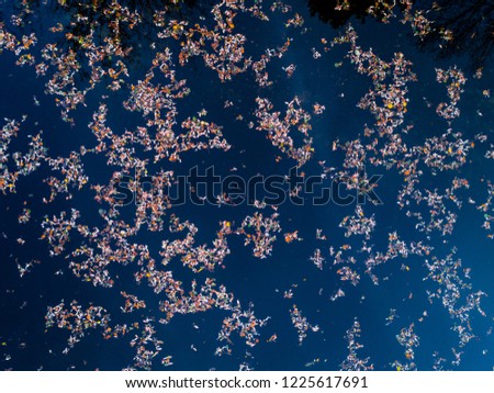 Aerial view of leafs floating on a lake in autumn