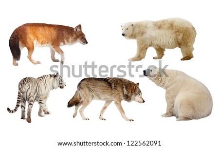 Set of Carnivora mammal. Isolated over white background