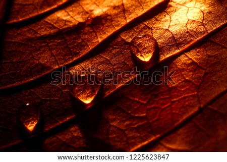 Macro view of an autumn tree leaf with water drops using shadows to create drama