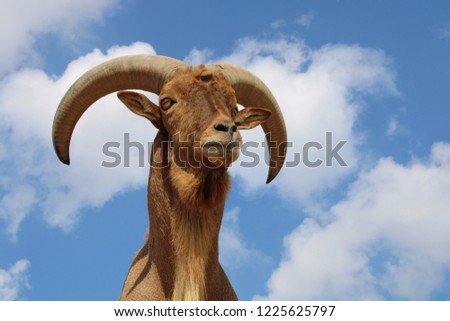 A closeup picture of a majestic goat with the clouds and the sky as a background.