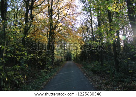 Beautiful fall forest. European autumnal forest landscape.
